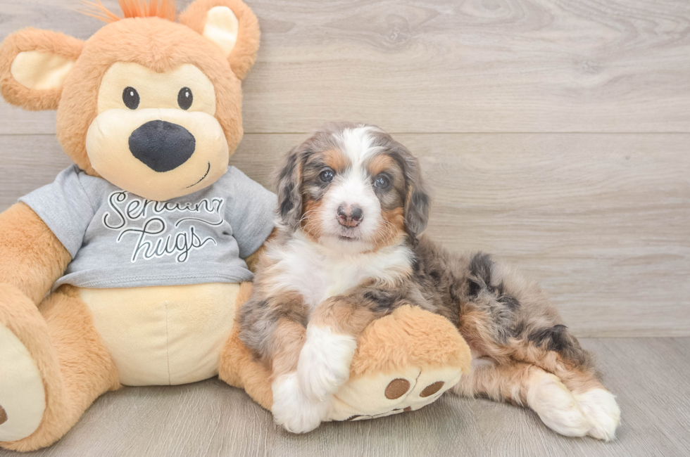 5 week old Mini Bernedoodle Puppy For Sale - Pilesgrove Pups