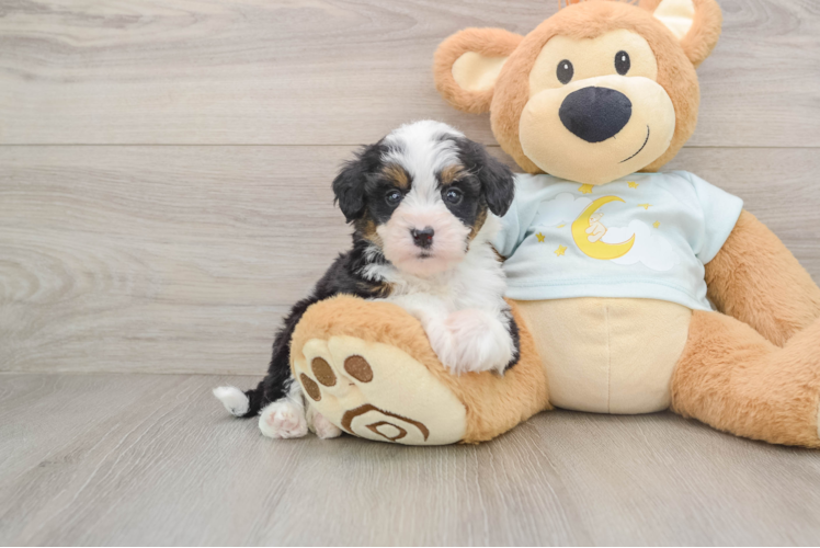 Mini Bernedoodle Puppy for Adoption