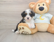 7 week old Mini Bernedoodle Puppy For Sale - Pilesgrove Pups