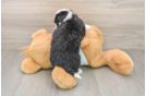 Mini Bernedoodle Puppy for Adoption