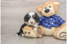 Funny Mini Bernedoodle Poodle Mix Pup
