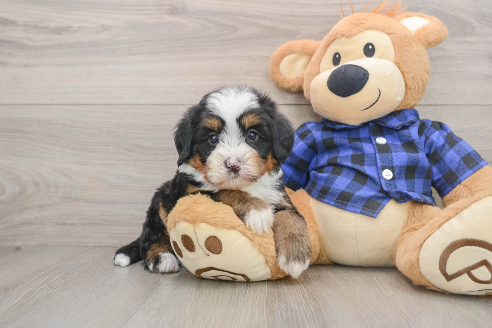 Funny Mini Bernedoodle Poodle Mix Pup