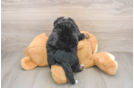 Petite Mini Bernedoodle Poodle Mix Pup