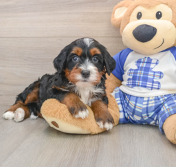 7 week old Mini Bernedoodle Puppy For Sale - Pilesgrove Pups