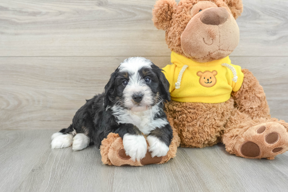 Mini Bernedoodle Pup Being Cute