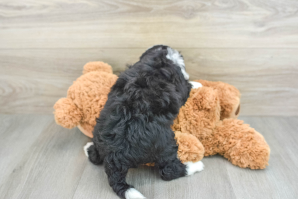 Mini Bernedoodle Puppy for Adoption