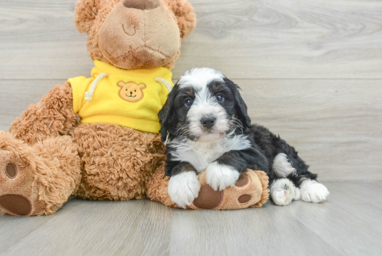 Energetic Mini Bernepoo Poodle Mix Puppy