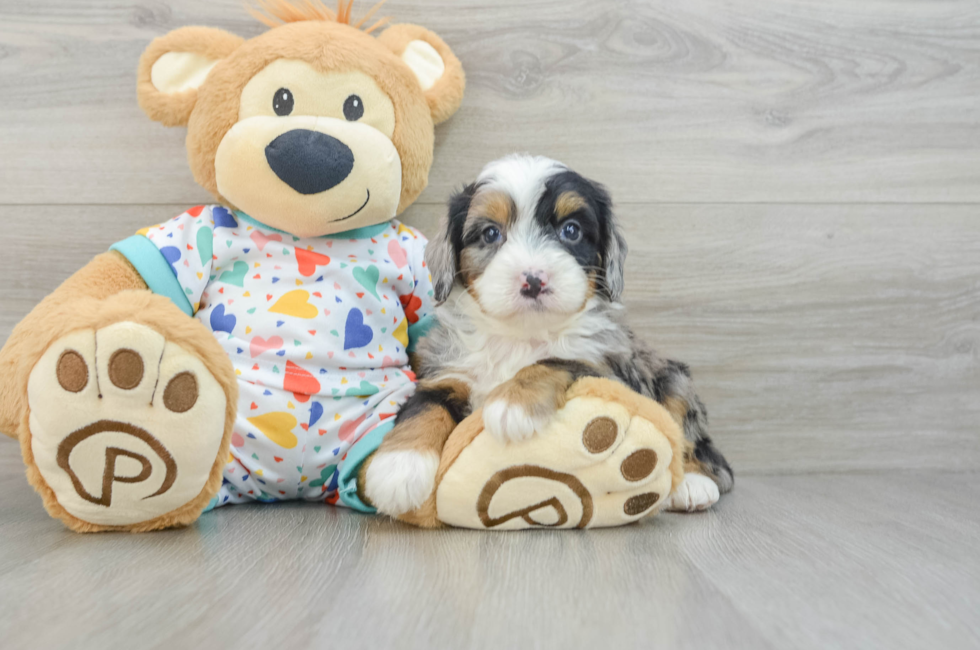 7 week old Mini Bernedoodle Puppy For Sale - Pilesgrove Pups