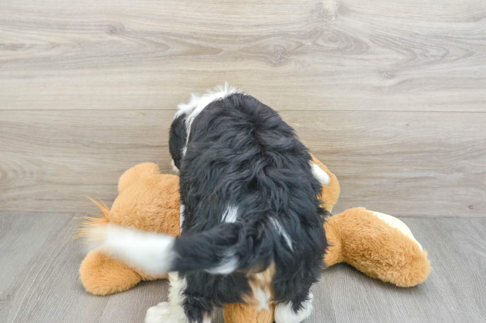 Energetic Mini Berniedoodle Poodle Mix Puppy