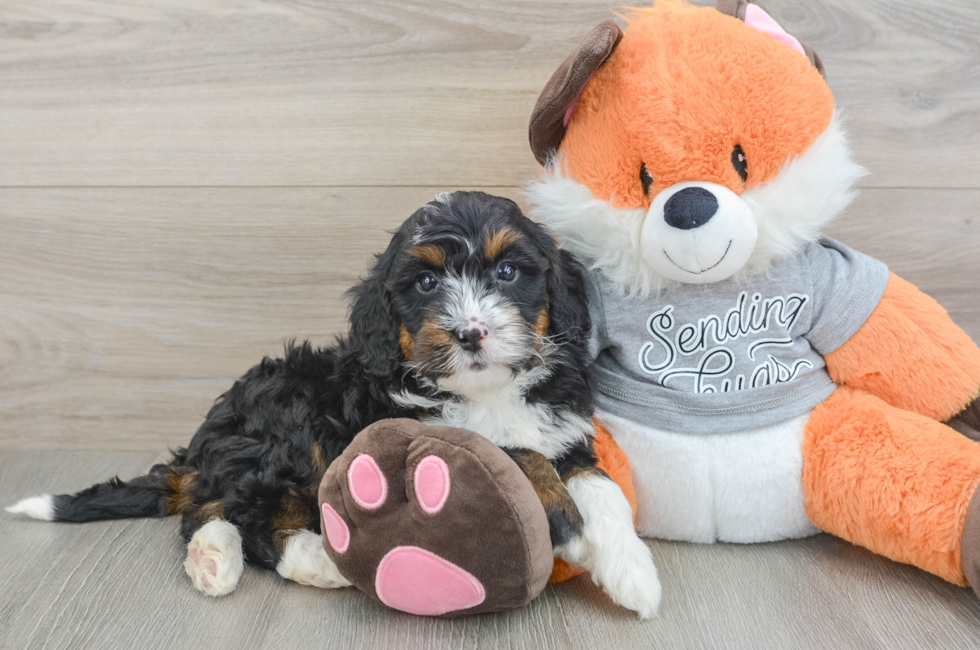 6 week old Mini Bernedoodle Puppy For Sale - Pilesgrove Pups