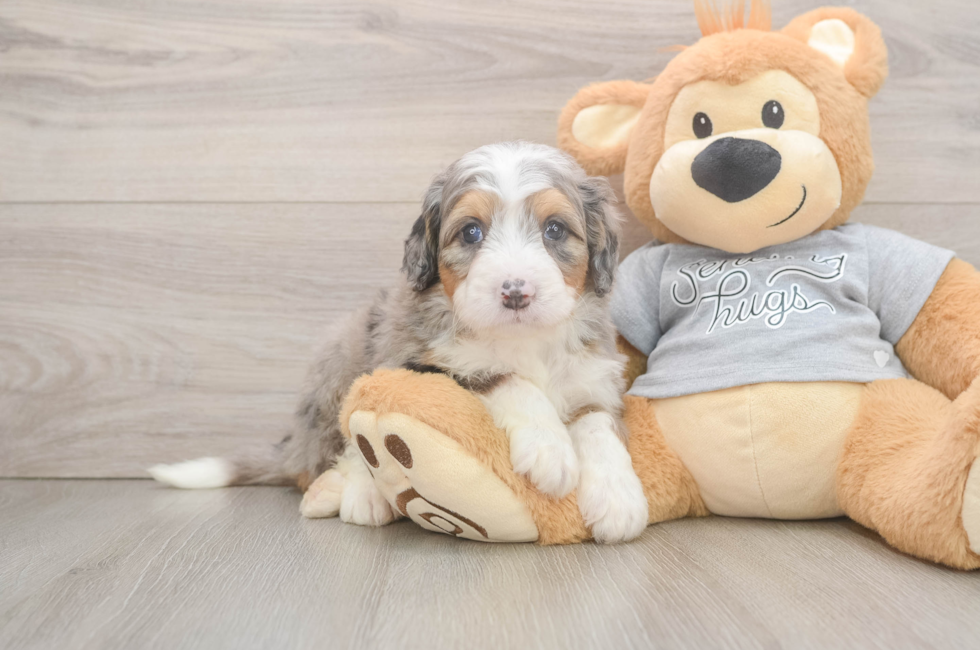 5 week old Mini Bernedoodle Puppy For Sale - Pilesgrove Pups