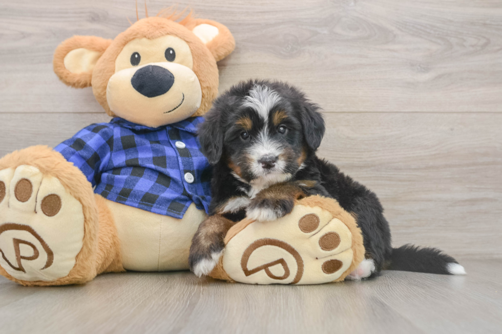 Best Mini Bernedoodle Baby
