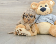 8 week old Mini Bernedoodle Puppy For Sale - Pilesgrove Pups