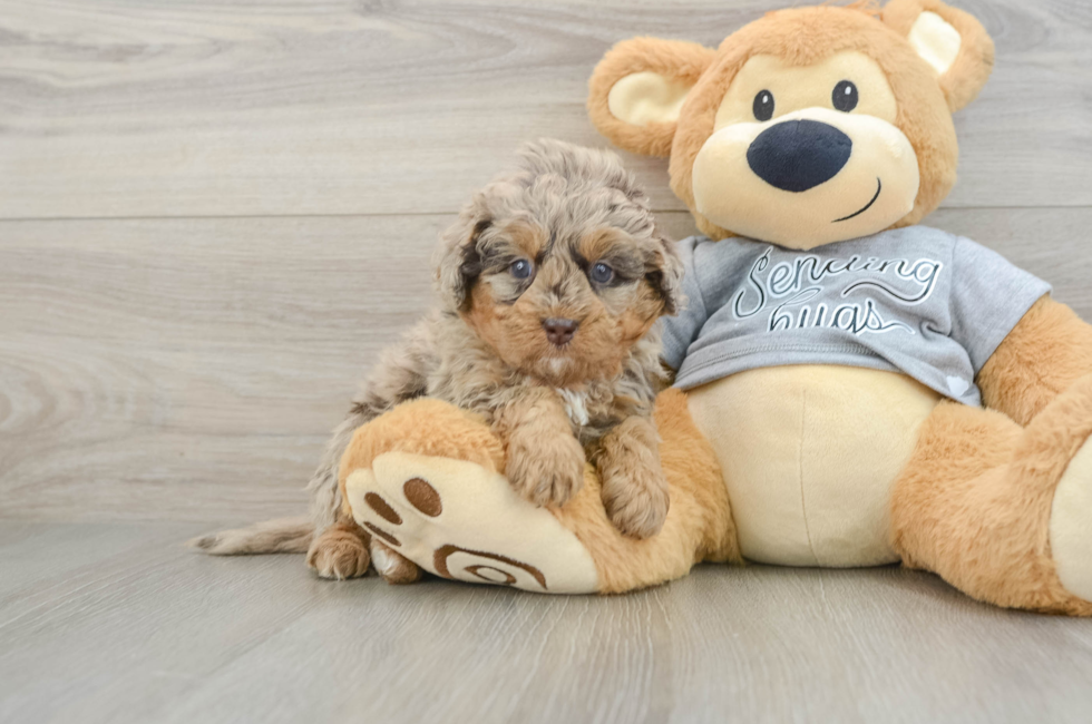 6 week old Mini Bernedoodle Puppy For Sale - Pilesgrove Pups