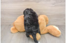 Best Mini Bernedoodle Baby