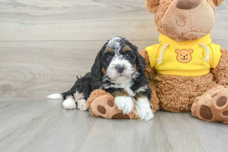 Energetic Mini Bernese Poodle Poodle Mix Puppy