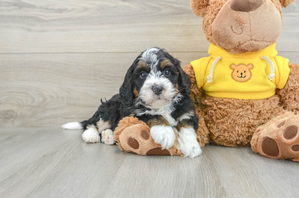 5 week old Mini Bernedoodle Puppy For Sale - Pilesgrove Pups