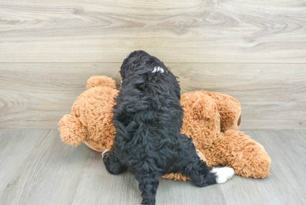 Funny Mini Bernedoodle Poodle Mix Pup