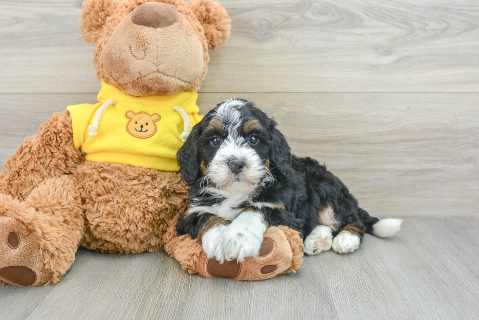 Mini Bernedoodle Pup Being Cute