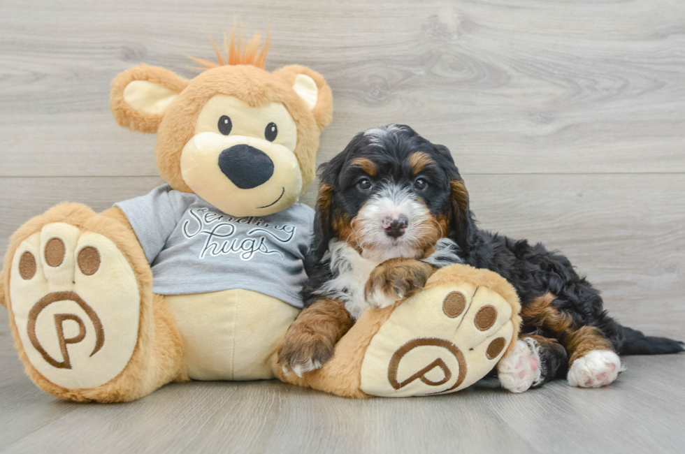 8 week old Mini Bernedoodle Puppy For Sale - Pilesgrove Pups