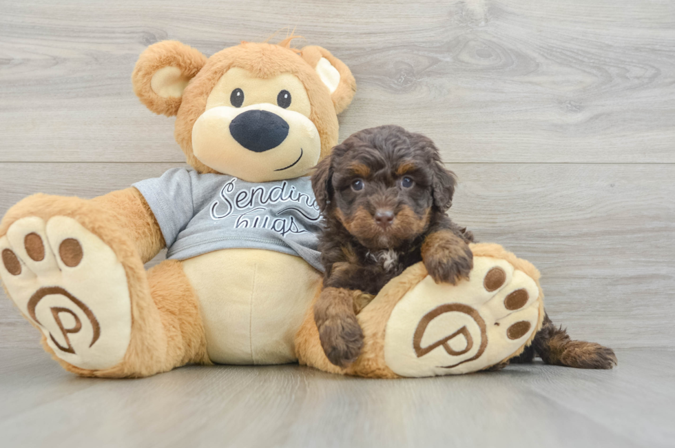6 week old Mini Bernedoodle Puppy For Sale - Pilesgrove Pups