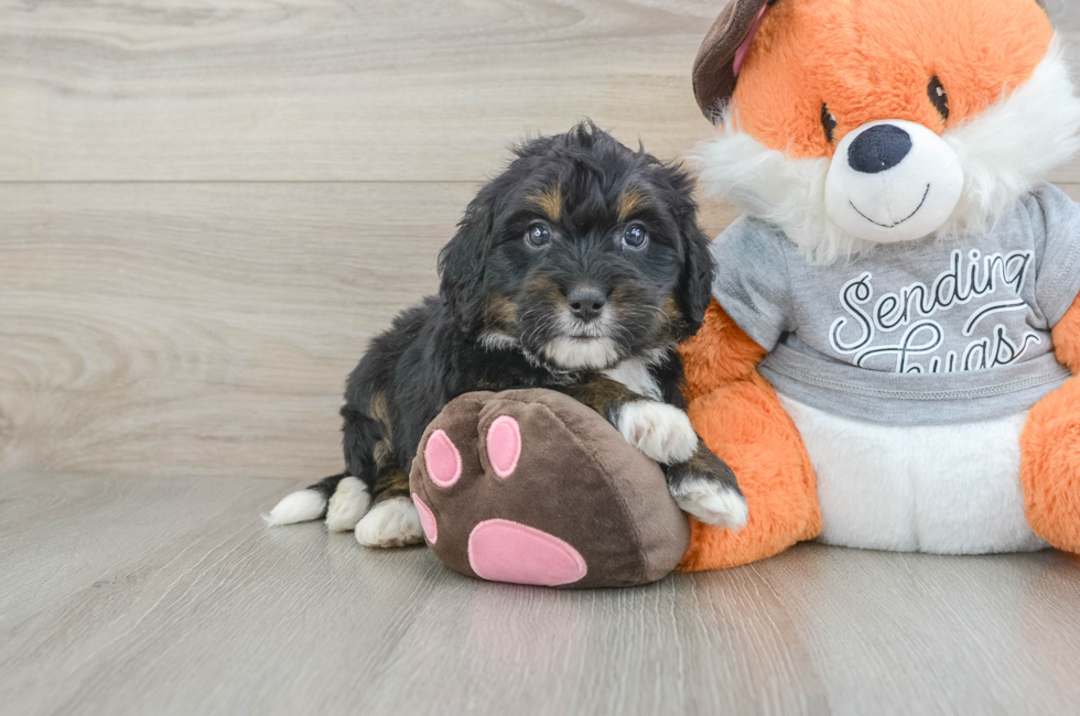 6 week old Mini Bernedoodle Puppy For Sale - Pilesgrove Pups