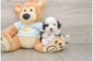 Best Mini Bernedoodle Baby