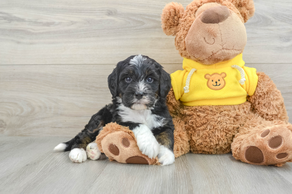 5 week old Mini Bernedoodle Puppy For Sale - Pilesgrove Pups