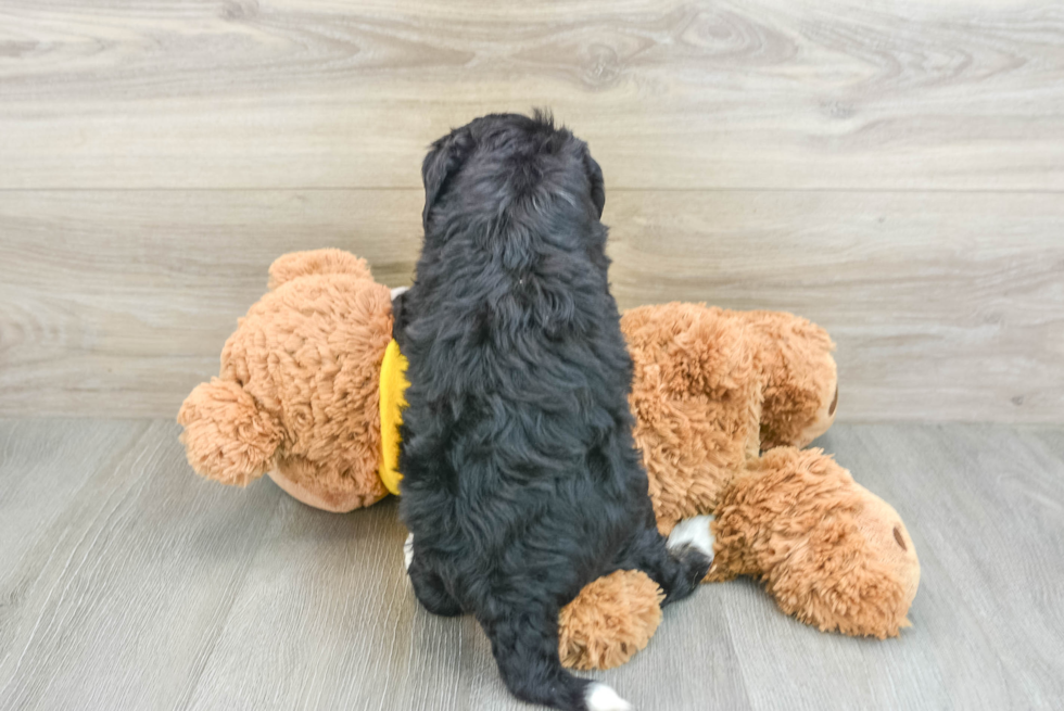 Adorable Mini Bernesepoo Poodle Mix Puppy