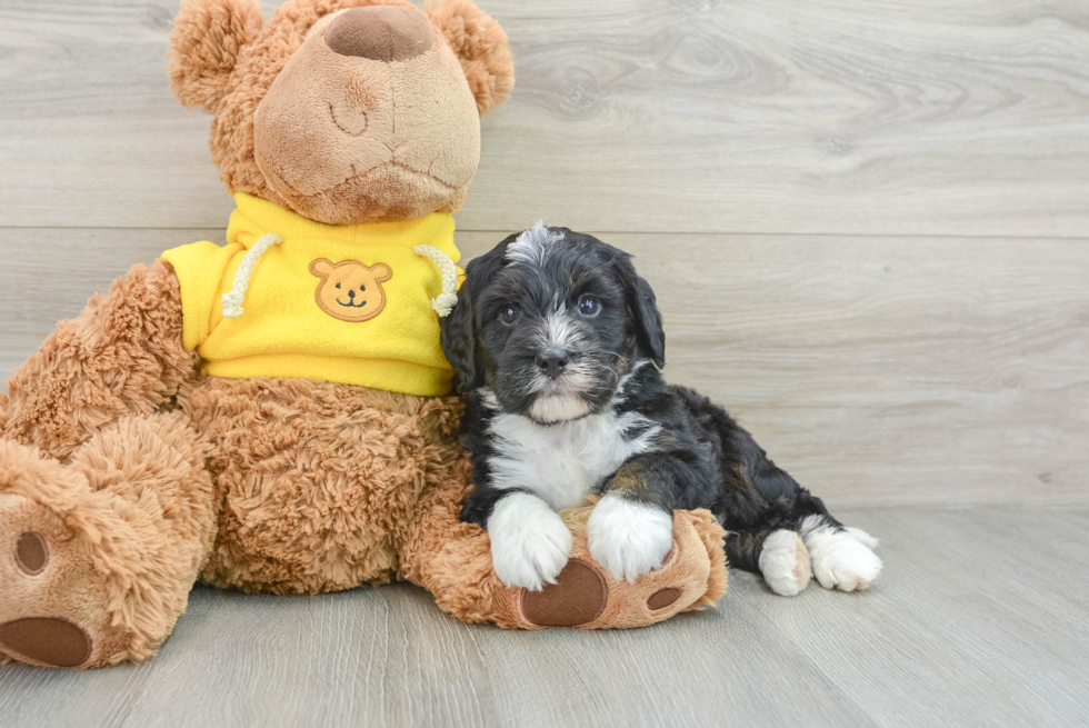 Smart Mini Bernedoodle Poodle Mix Pup