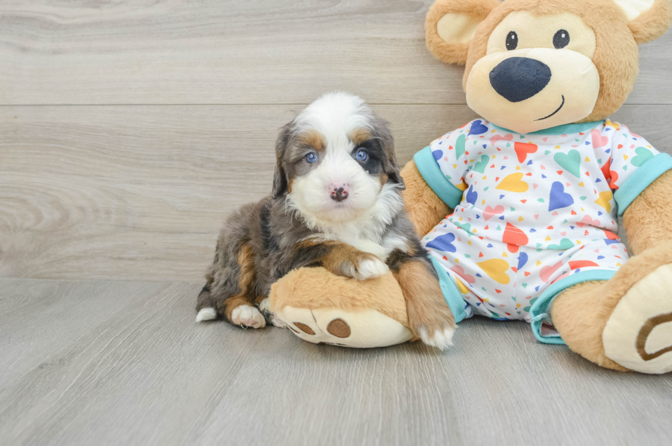 7 week old Mini Bernedoodle Puppy For Sale - Pilesgrove Pups