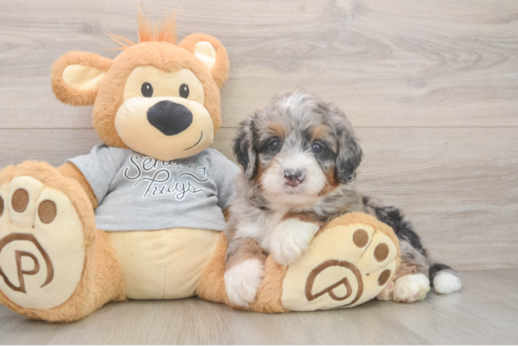 Friendly Mini Bernedoodle Baby