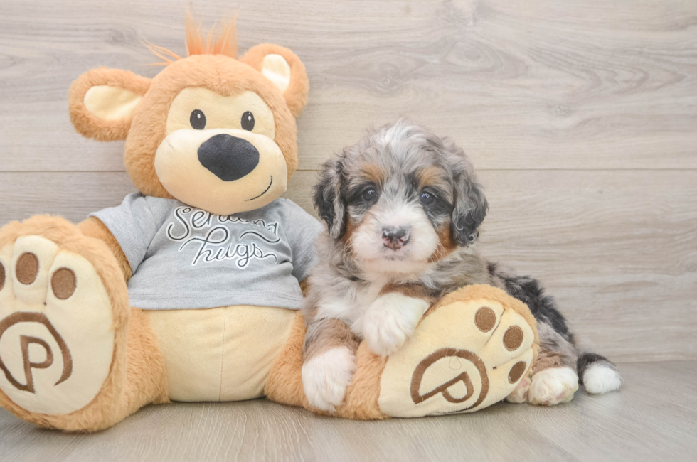 5 week old Mini Bernedoodle Puppy For Sale - Pilesgrove Pups