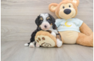 Funny Mini Bernedoodle Poodle Mix Pup