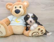 7 week old Mini Bernedoodle Puppy For Sale - Pilesgrove Pups