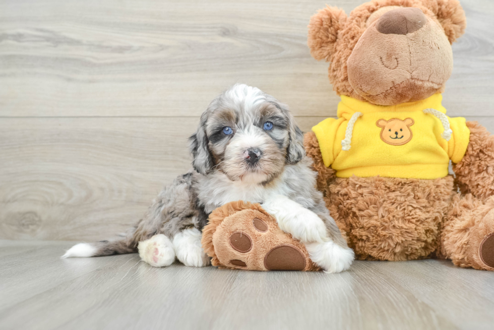 Mini Bernedoodle Pup Being Cute