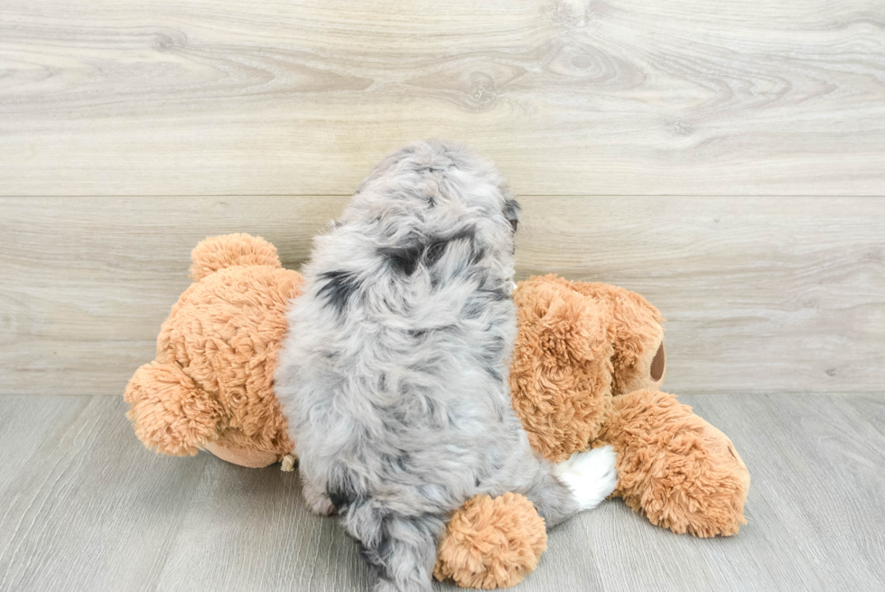 Best Mini Bernedoodle Baby