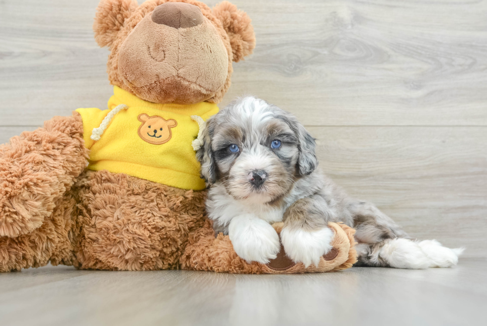 Playful Bernadoodle Poodle Mix Puppy