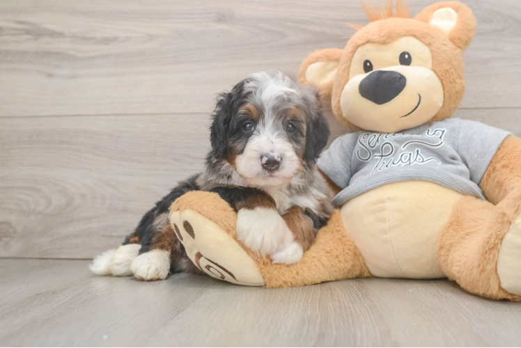 Playful Mini Bernesepoo Poodle Mix Puppy