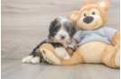 Playful Mini Bernesepoo Poodle Mix Puppy