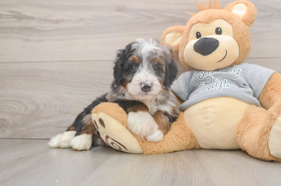 5 week old Mini Bernedoodle Puppy For Sale - Pilesgrove Pups