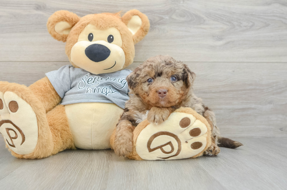 6 week old Mini Bernedoodle Puppy For Sale - Pilesgrove Pups