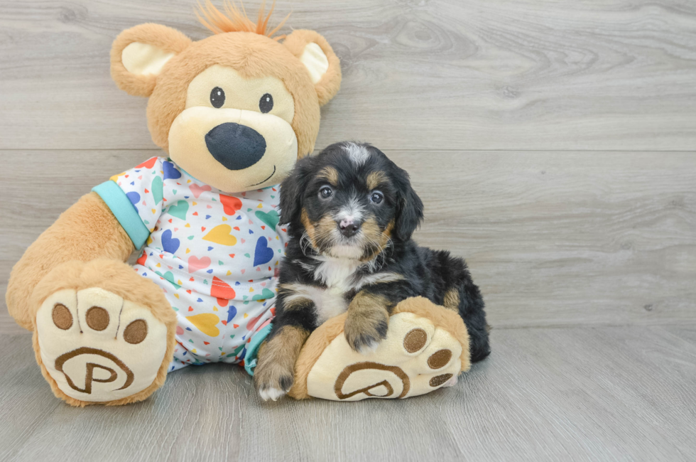 7 week old Mini Bernedoodle Puppy For Sale - Pilesgrove Pups