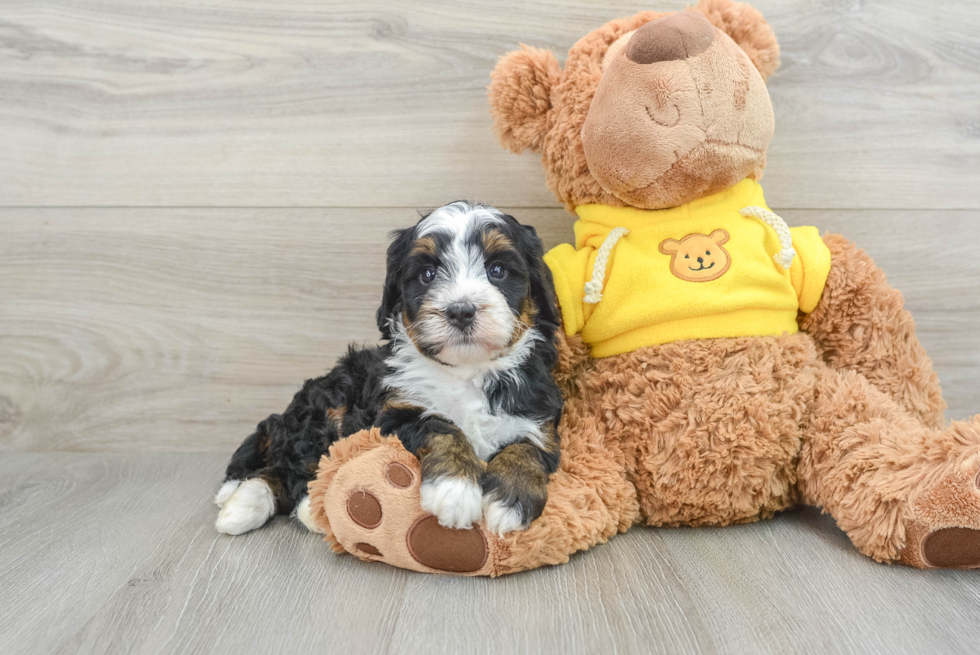 Mini Bernedoodle Pup Being Cute