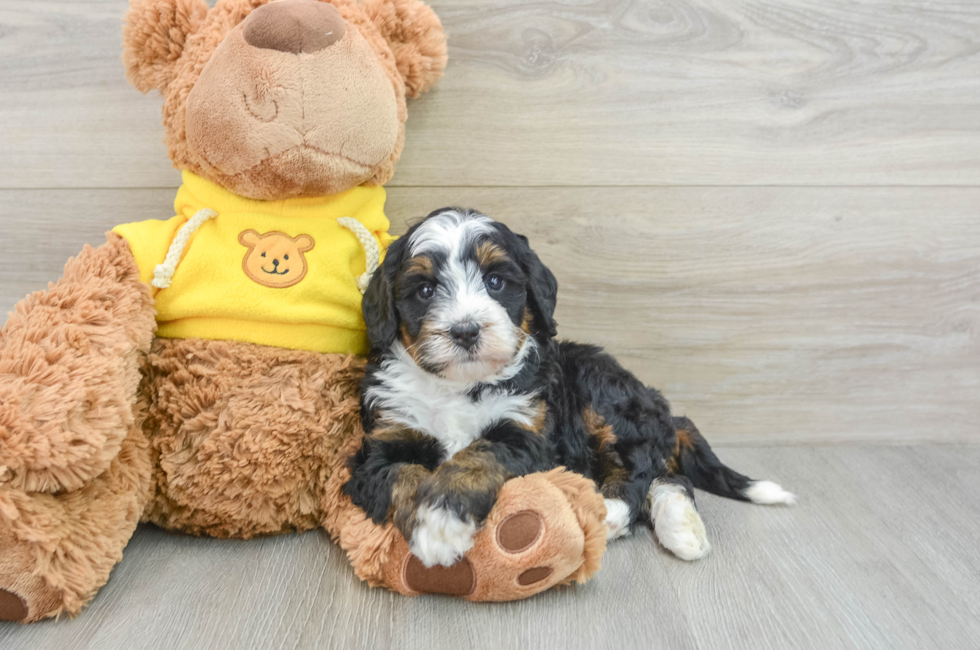 5 week old Mini Bernedoodle Puppy For Sale - Pilesgrove Pups