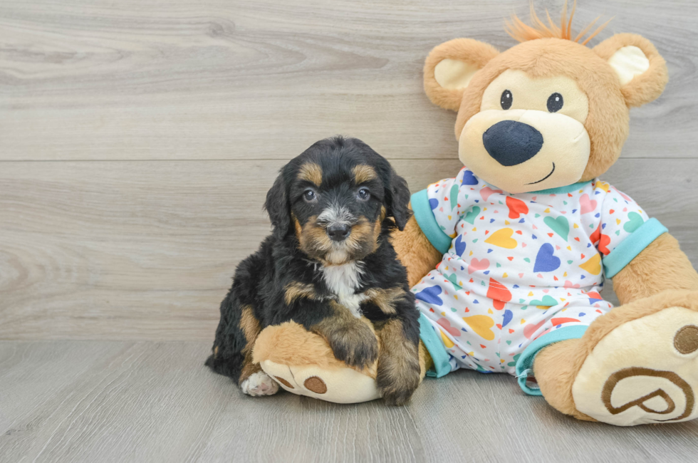 7 week old Mini Bernedoodle Puppy For Sale - Pilesgrove Pups