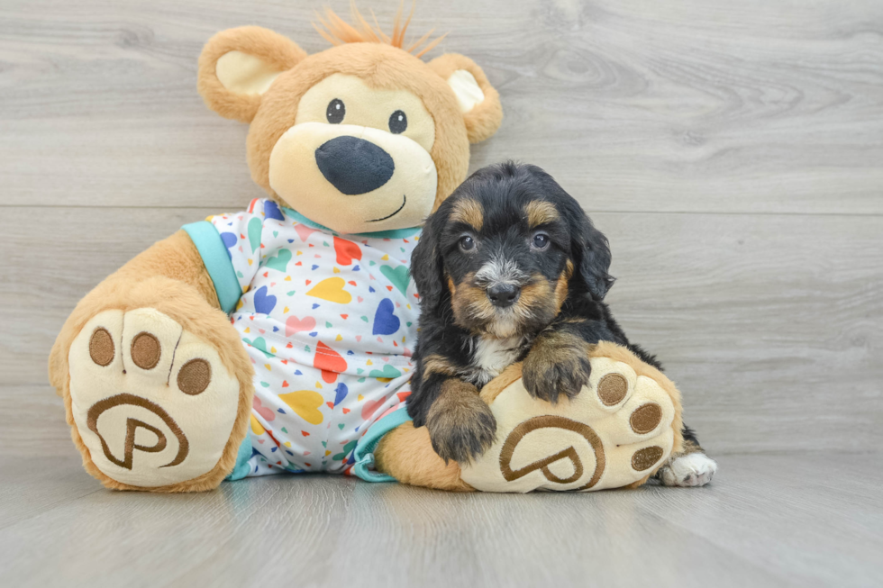 Energetic Bernadoodle Poodle Mix Puppy