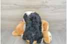 Mini Bernedoodle Pup Being Cute