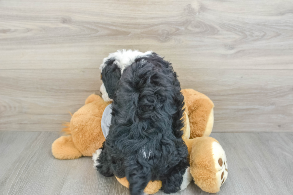 Mini Bernedoodle Pup Being Cute