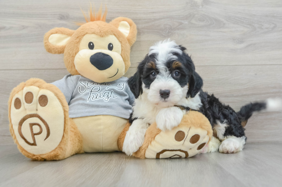 8 week old Mini Bernedoodle Puppy For Sale - Pilesgrove Pups